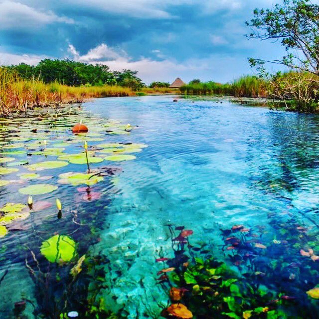 CampecheTravel's tweet photo. ¡Este lugar te va a encantar! 🙌🏻 
Manantiales de Pedro Baranda en el municipio de Candelaria. 
No esperes más y visita este hermoso lugar. 💦 https://t.co/N2Ce4L9IOH
