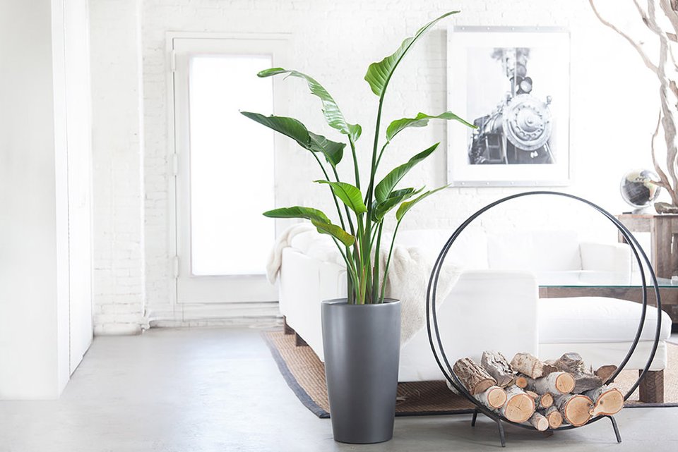 LKPropertyGroup's tweet photo. #Apartment friendly #plants for those of us who weren't blessed with a #greenthumb! #LKPropertyGroup https://t.co/X6RNSCXNIS