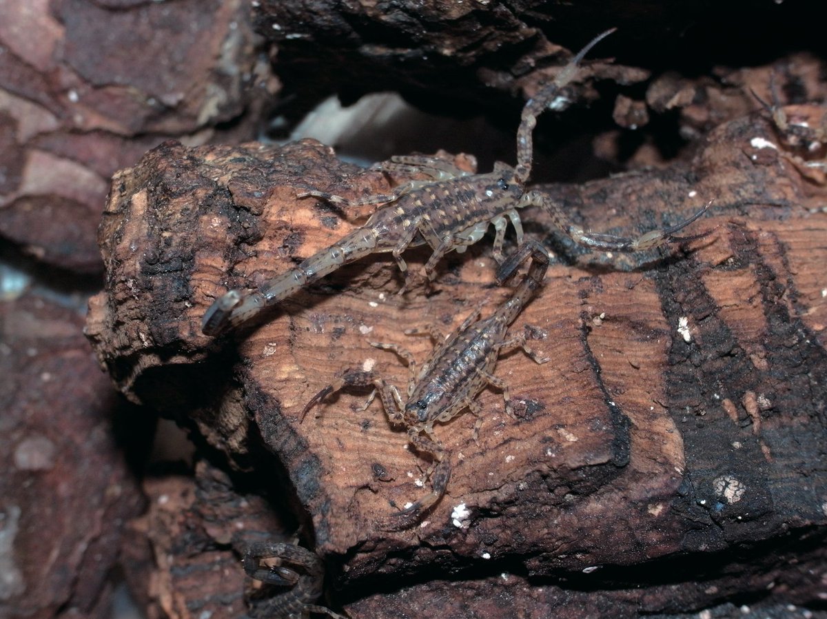 毎日毒虫 日本でも飼育可能 なキョクトウサソリ マダラサソリ T Co Tfraj4hbob 飼育はふたがしっかりとできるプラケースがお勧めである 殺虫剤が使用されていないピートモスや砂などを配合し 深さ5 程度にセットし 温度は24 28度