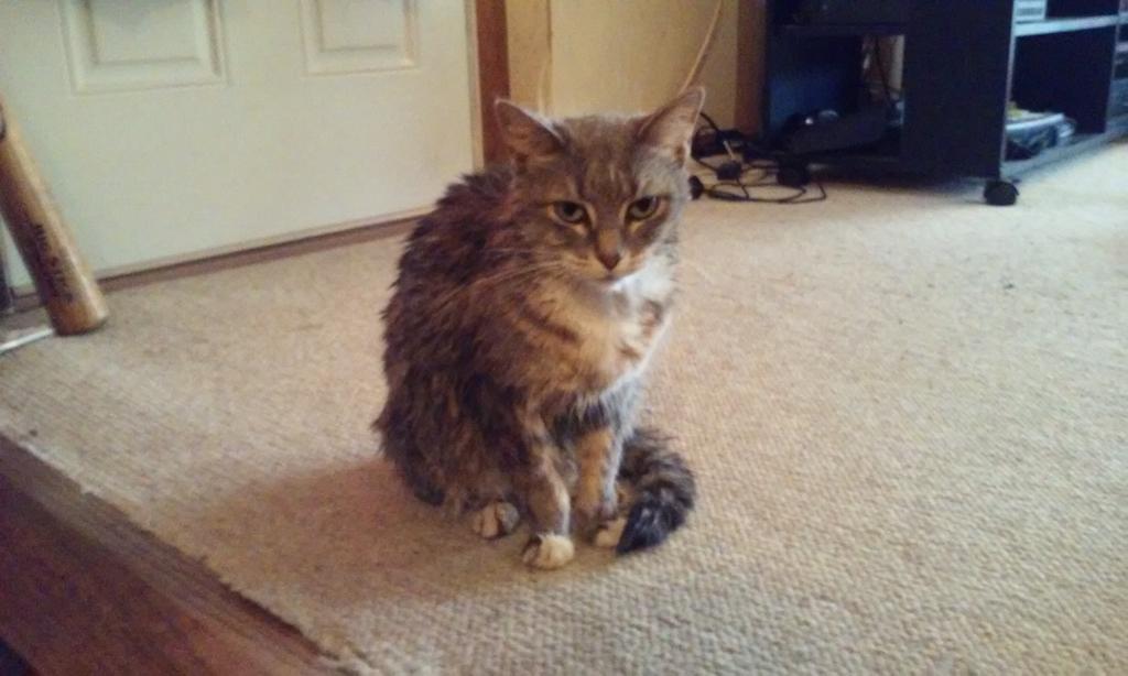 JohnnySatanseed's tweet photo. Look who jumped into the muddy Mississippi....and then went straight for the bed....Bad Kitty! https://t.co/jVBvXZuqvs