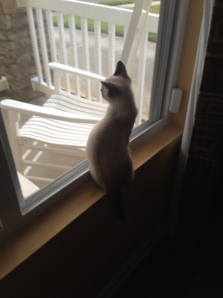 nosogirl's tweet photo. @milgard My fur baby, Yo-Yo, loves when I open the windows. #PetsLoveWindows https://t.co/btPwX3Vlou