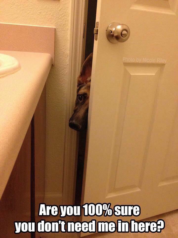 Dawny_Gal's tweet photo. This is my life. Ginger Garcia-Galante follows me everywhere!!  #lovemygermanshepherd #furryfriends #dogincharge #germanshepherd #noprivacy https://t.co/cdhEUUjhnq