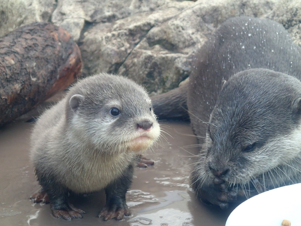 Sunshine_Aqua's tweet photo. #コツメカワウソ の #ジーノ の3歳お誕生日記念！
秘蔵画像その②
生後二か月の頃のジーノです！
だいぶカワウソらしくなりました！
顔つきもちょっと凛々しくなってきたかな？
カワウソのお散歩で会うことができたらお祝いしてあげてくださいね！
#サンシャイン水族館 https://t.co/grfLMv0iEI