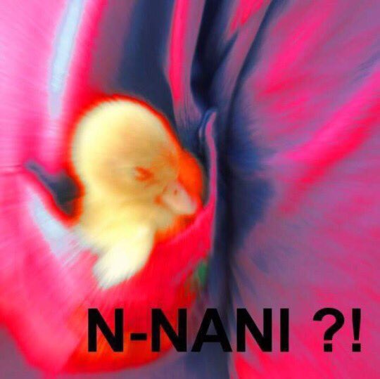 aina
