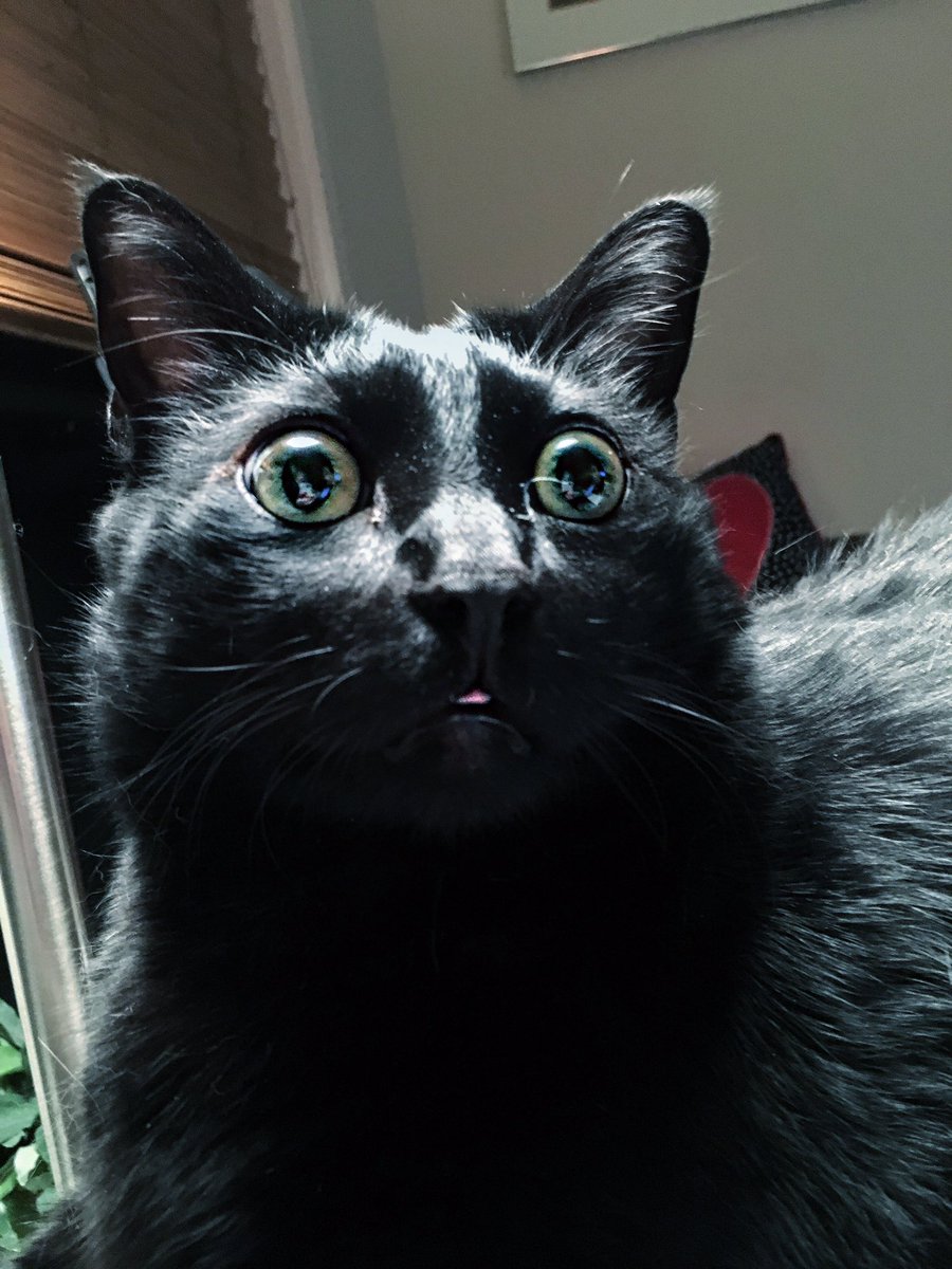 LedaCMuir's tweet photo. I'm pretty sure there's something really psychologically wrong with my cat https://t.co/4WwglNWF9a
