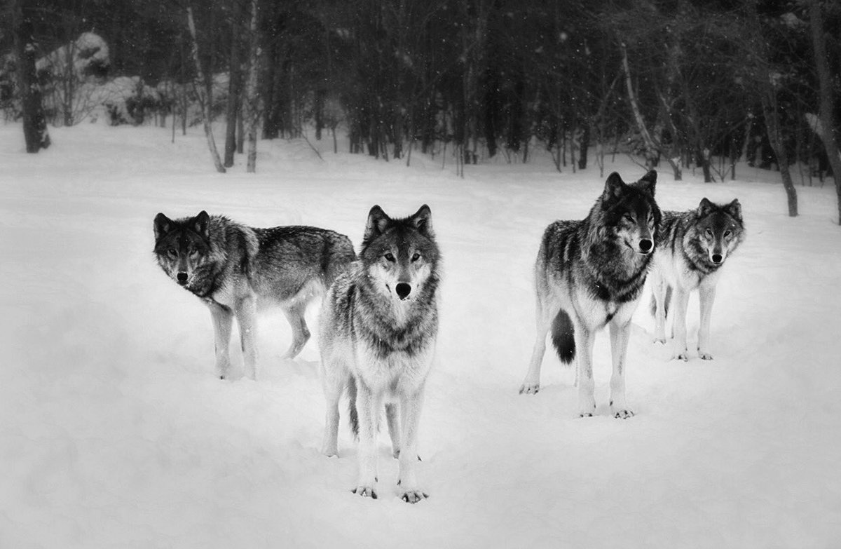 WolfAURPG tweet picture