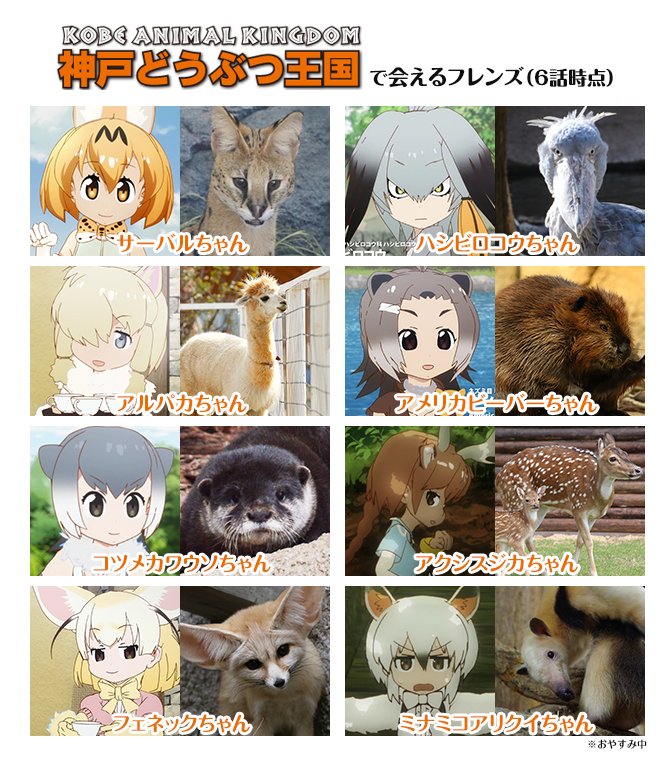 すごーい 四国の動物園にはサーバルキャットがたくさんいるんだね 各地にけものフレンズ効果 全文表示 Jタウンネット