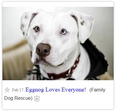 GeersArt's tweet photo. looking at local dog rescue's.  

We should all try to be more like Eggnog https://t.co/TUij7Hf9N6