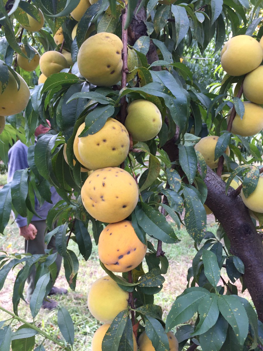 HortApplication's tweet image. Rust (aka Tranzschelia discolor) if left untreated can devastate peach crops #FungicideSelectionAndTiming #HitHardHitEarly #CoverageIsKey