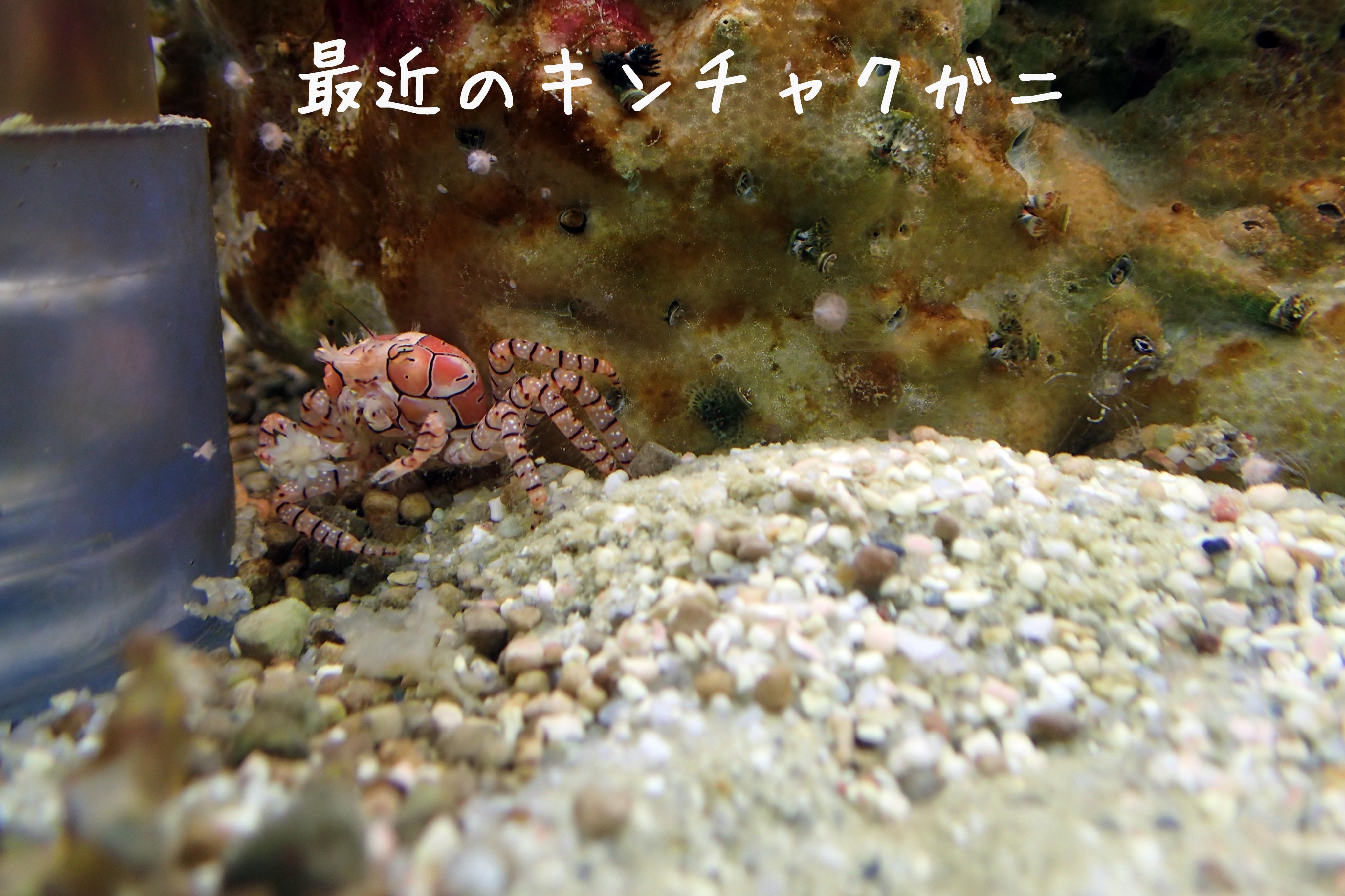 鳥羽水族館 Toba Aquarium No Twitter けーすけ キンチャクガニというハサミでイソンギチャクをはさんで天敵が来たらそれを振りかざすカニがいます うちのキンチャクガニ イソギンチャクを1つしか持ってないけど どこかに落としてきたのかな T Co