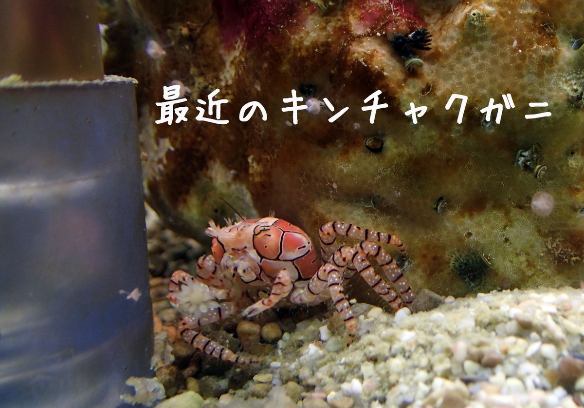 鳥羽水族館 Toba Aquarium けーすけ キンチャクガニというハサミでイソンギチャクをはさんで天敵が来たらそれを振りかざすカニがいます うちのキンチャクガニ イソギンチャクを1つしか持ってないけど どこかに落としてきたのかな