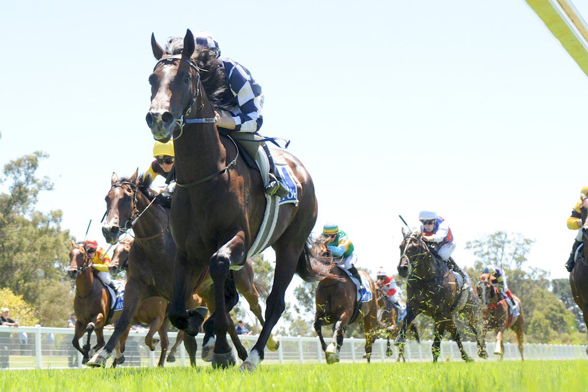 DOBrienRacing's tweet photo. Great to score a debut winner for @RafflesRacing &amp; @ulurustud with Sacred Sham. And by O'Reilly to boot, they raced @Gr1Shamrocker together! https://t.co/FLhjbZGcHa