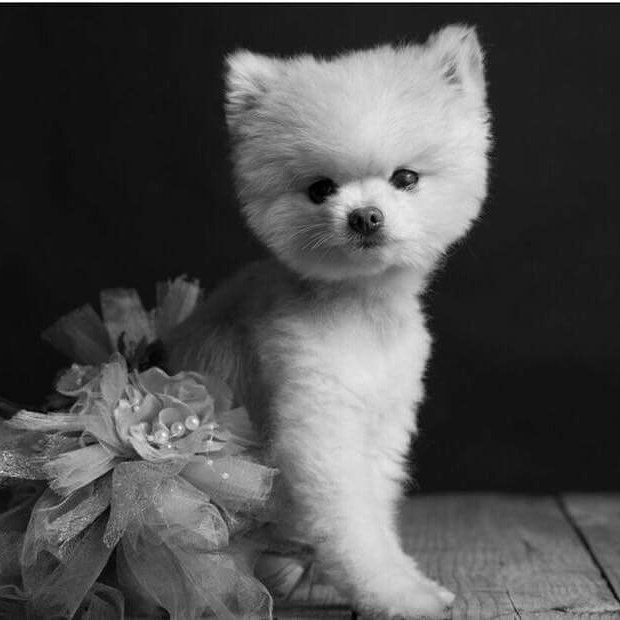 UprightCanineBr's tweet photo. Beautiful MegaE/MG Hanna #photoshoot #pomeranian #ihaveheardofmg #Supergirl #myastheniagravis #megaesophagus #megaecantstopme https://t.co/UzSKVoJCJ1