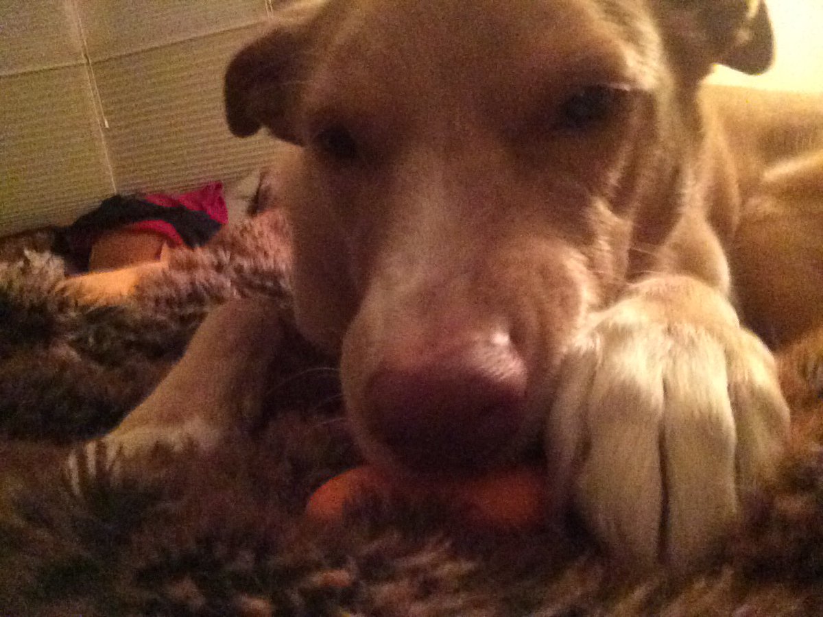 peagreen86's tweet photo. #9Pets Our spoiled rotten furrbaby Maryia. 9 years young https://t.co/qjxA4jswsd