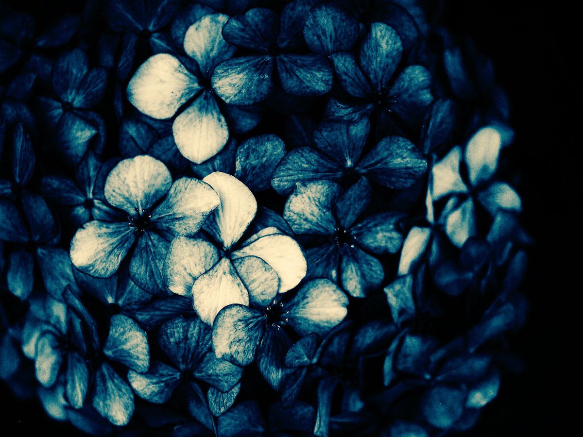 43synchronicity's tweet image. どっかの出版社から写真集のオファーでも来ないかなぁ。。。
#日本カメラ
#朝日カメラ
#講談社
#月曜社
#雷鳥社
#玄光社
#サブカルチャー
#枻出版
#写真集