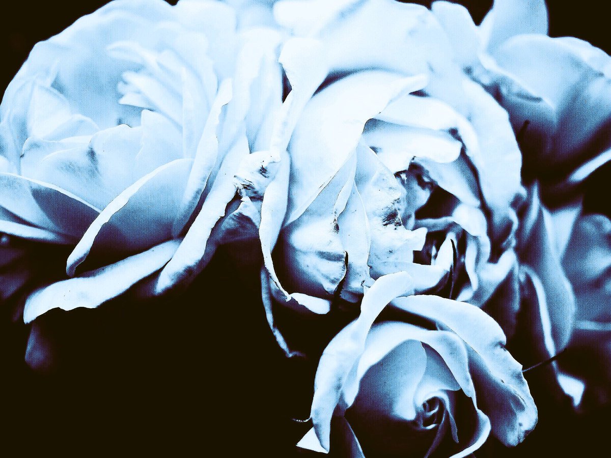 43synchronicity's tweet image. どっかの出版社から写真集のオファーでも来ないかなぁ。。。
#日本カメラ
#朝日カメラ
#講談社
#月曜社
#雷鳥社
#玄光社
#サブカルチャー
#枻出版
#写真集