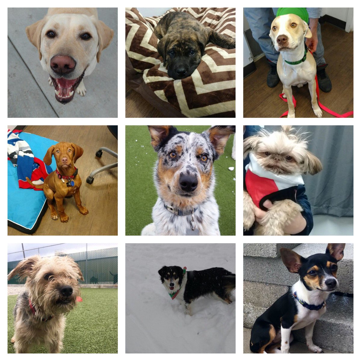 DiggityDogSLC's tweet photo. #NationalLoveYourPetDay #weloveyourpets #doggiedaycareslc #dogsofslc #doggrooming #puplove #diggitydogresort #saltlakecity ππΆπΎ https://t.co/0QdbyaoNoq
