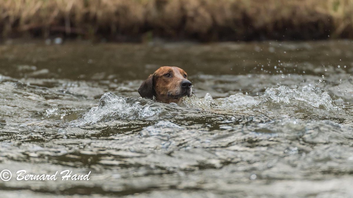 realKCC's tweet photo. Super shot of a hound from the Meath Hunt swimming in the river Boyne taken by club member @BernardHand #dog #riverboyne #meathhunt #hound https://t.co/nHJSGdNTK9