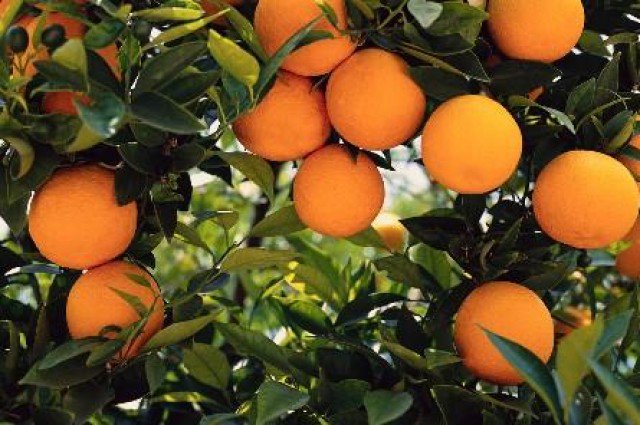 Unió advierte que la naranja sudafricana entra en #España a un precio cada vez más barato bit.ly/2lq9Lru