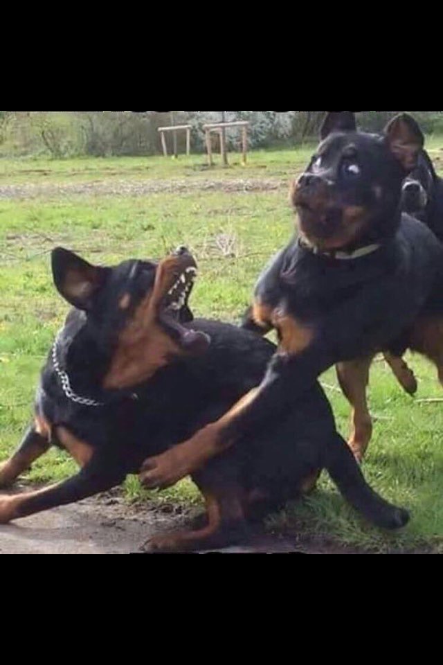 DjErikVidal's tweet photo. Cuando estas de mala ostia y viene el tonto de turno a molestarte https://t.co/k9u6P8MR0j