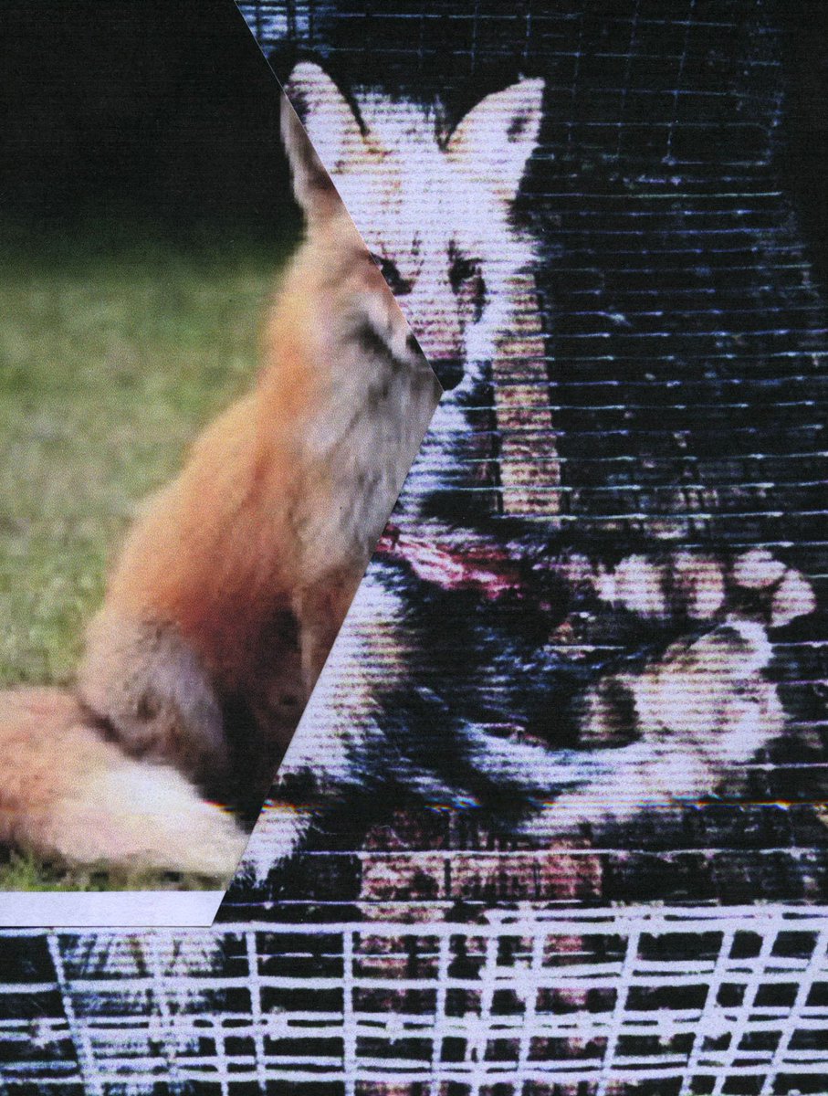 FauxFurOrNoFur's tweet photo. Is the life of this animal worth the fur trim of a coat? We don't think so either. @peta #fauxfurornofur #againstanimalcruelty #loveanimals https://t.co/FMiPHBD2cR