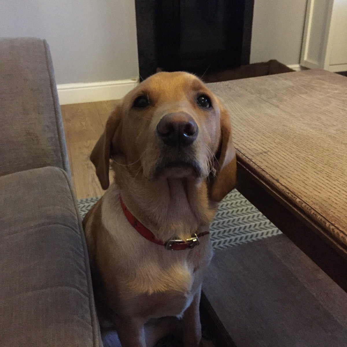 He promised to behave if he can come to work !!!