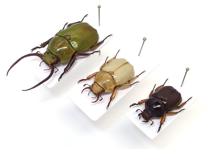 新着標本】クワガタコガネ3種入荷しております✨名前の通りクワガタの