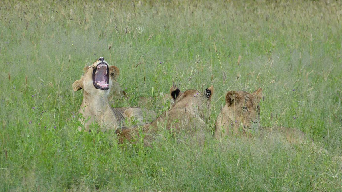 GhohaHills's tweet photo. Hanging with the Marsh Pride in the tall Savuti grass. #thisischobe #lions #savuti #ilovebotswana #safari https://t.co/IdpUoG6N8r