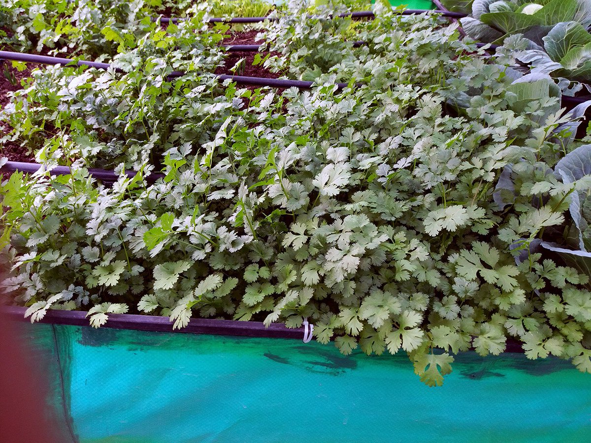 Orgeonics_Roof's tweet photo. Do Roof Top Farming to please your Eye or to please your Health
Call: +91-89688-17797 | https://t.co/mqDIFCAi6Y
#Healthy #Tips #Organic https://t.co/IhCt7rBfvK