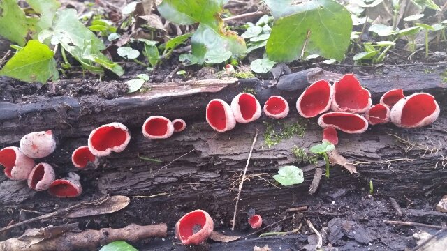 Splendid row of Scarlet Elfcups, Sarcoscypha austriaca, in Dorset.