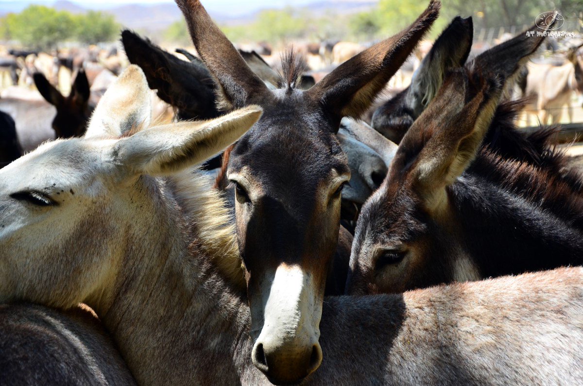 AdrianTregoning's tweet photo. Karoo Donkey Sanctuary. So stoked to be able to help them out! https://t.co/FpJSfywP21