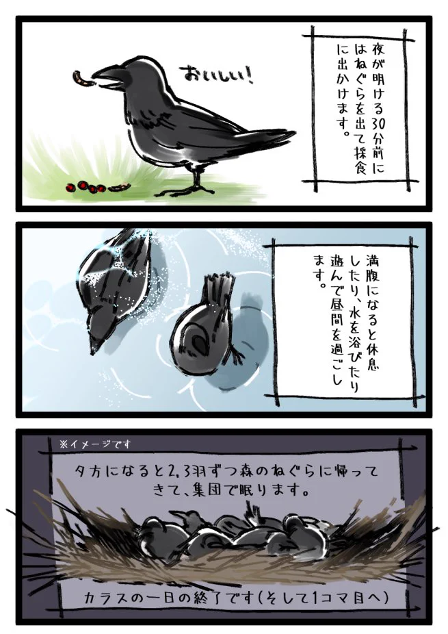 カラスの１日の過ごし方ｗ不気味なイメージだったけど可愛いｗｗｗ