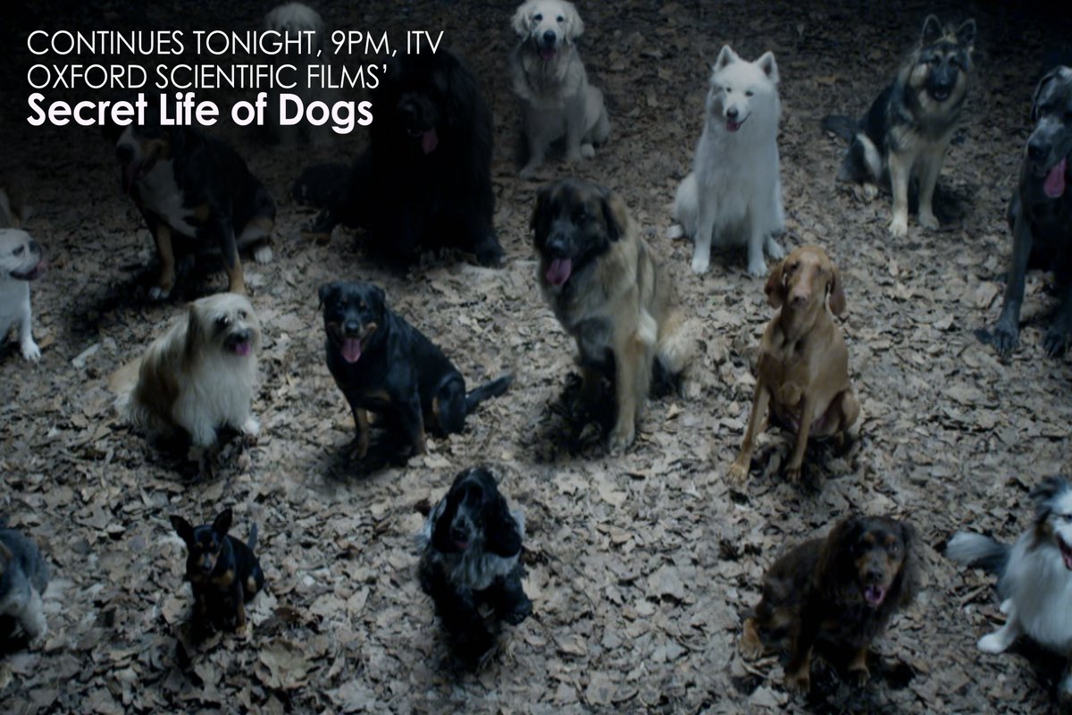 oxfordsf's tweet image. #SecretLifeOfDogs continues tonight on @ITV at 9pm!
