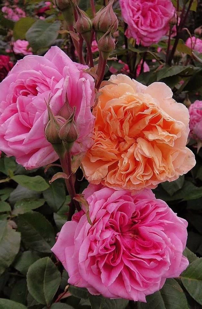 @rosina_strebig @bcavalli3333 <a href="/Salvado96043056/">Salvador Jorge</a> <a href="/Pavelulybkin/">Павел Улыбышев</a> @CreativeTanja <a href="/PtrSerg/">Sergey Petrovich</a> <a href="/_3608768981612/">Елена Петрова</a> @pilot_svb <a href="/sergey_silkin/">Sergey Silkin</a> @ANB_HX 😊👍