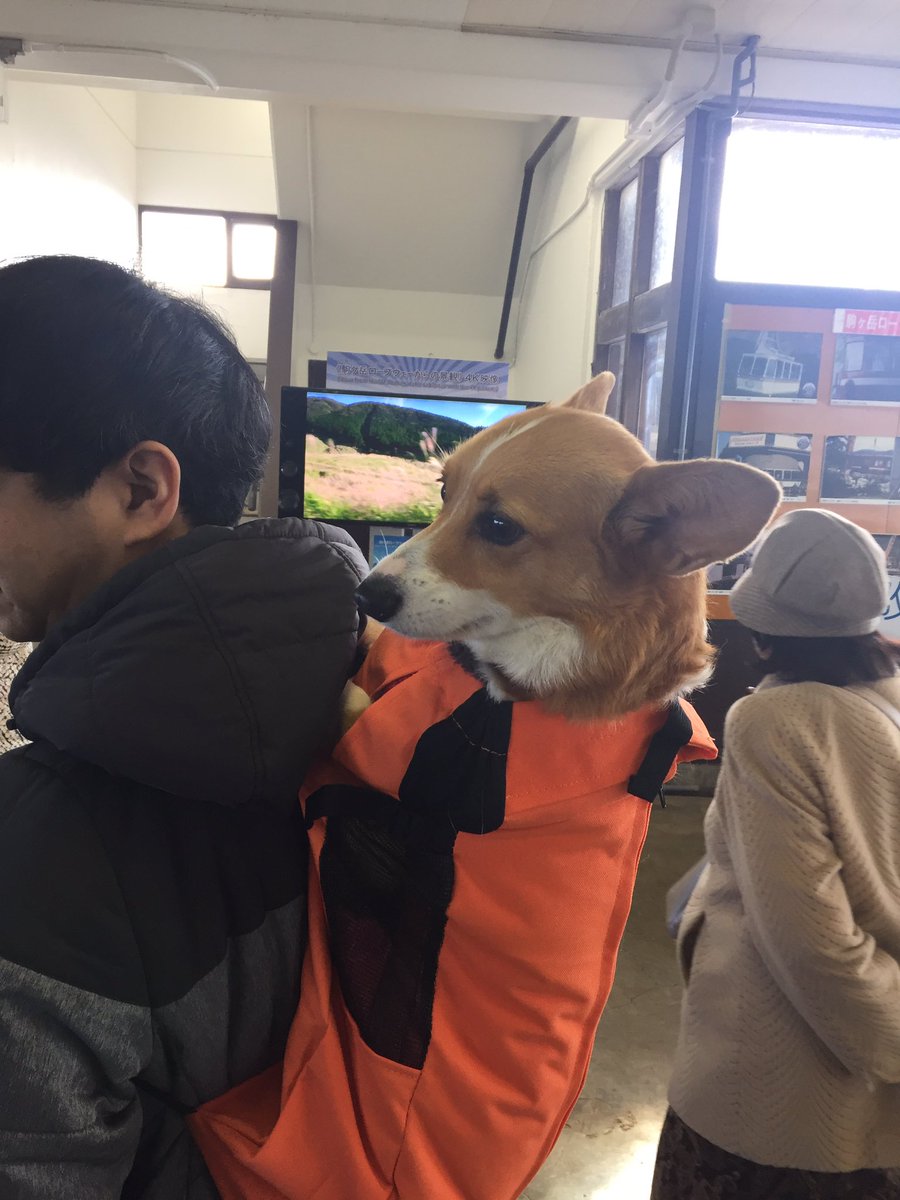 travelbunnik's tweet photo. Only in Japan @japan @travelwitharik1 @DennisBunnik @AmieBunnik @jamiebunnik @AnimalPlanet @Randallr75 @japan @hiddenhamlets https://t.co/W93UBLtF4u