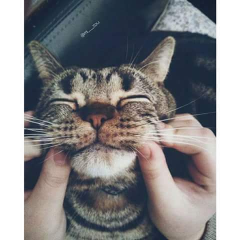 hadjer_zit's tweet photo. Minouch 💚 https://t.co/86VOQegKdp