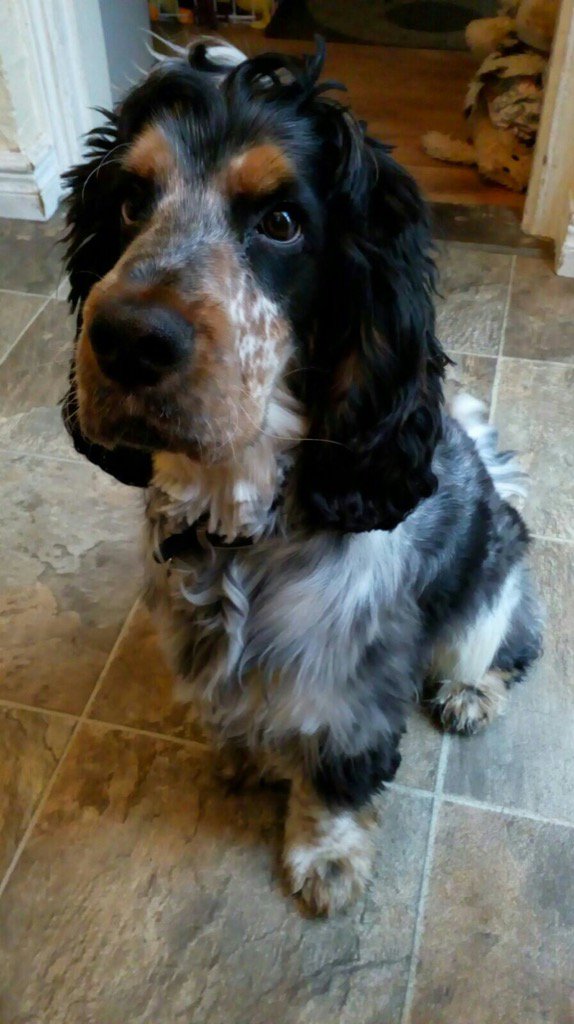 JanandkevReeves's tweet photo. Happy Birthday Wilbur, 1 Today love and hugs xxx https://t.co/USx8xl4SYH
