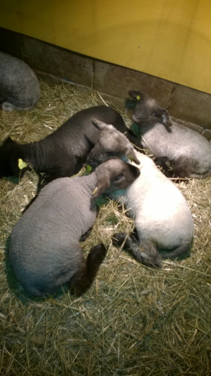 Woolenberg's tweet photo. Our vet likes how satisfied out sheep are. The lambs had came up with an idea to sleep in a mineral bowl. https://t.co/5QnEFZWwu6