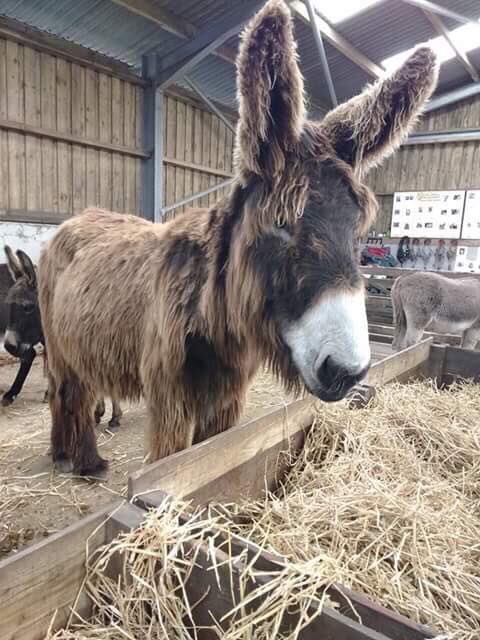 suflickavol's tweet photo. Jo's favourite donkey is Bertie because he looks like her at 9am when she's forgotten to brush her hair! 💁🏼 #studentvolunteeringweek https://t.co/tR3TAVn75Y