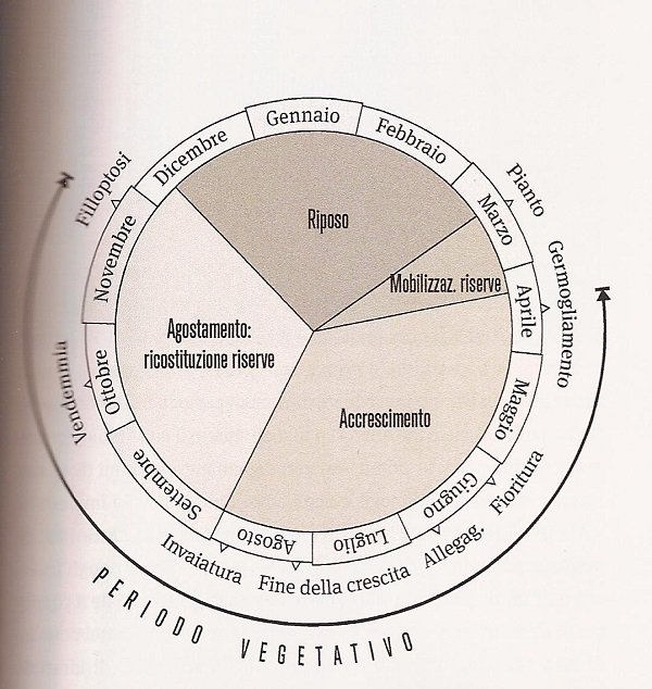Цикличность сельскохозяйственных работ примеры. Цикл сельскохозяйственных работ. Отрасли растениеводства волгоградской области. Жизненный цикл отраслей экономики. Цикл сельскохозяйственных работ.