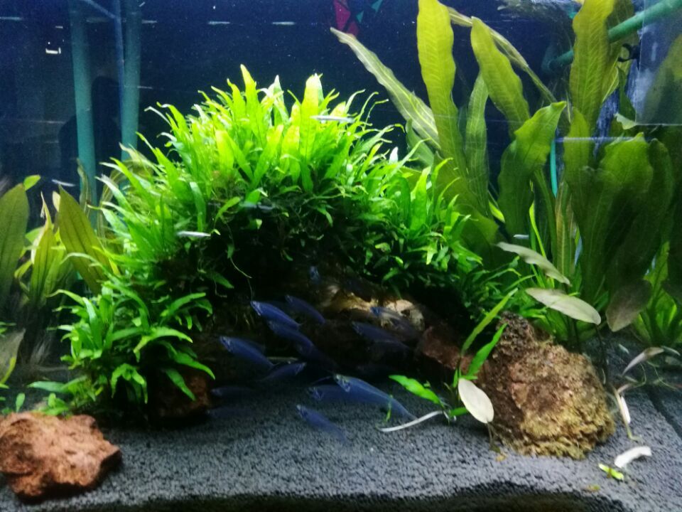 Fischerchem's tweet photo. nice #aquarium tank https://t.co/tZm9vFAJjZ