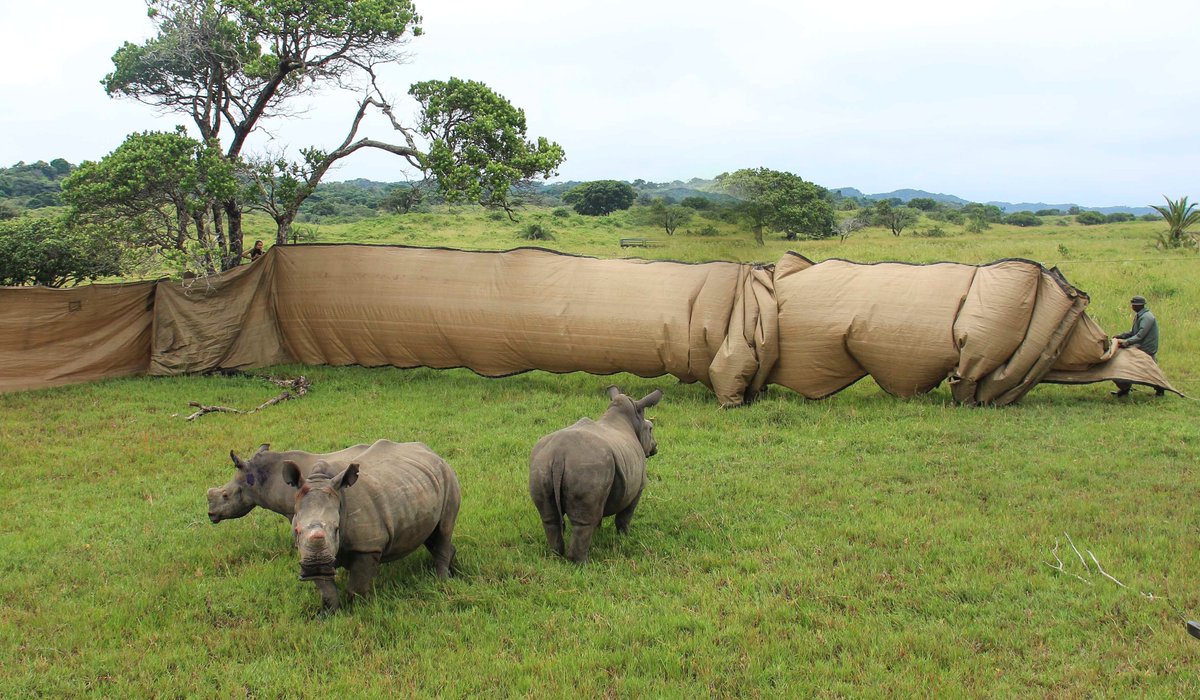 A new home for three rhino orphans in the #iSimangaliso Wetland Park #WorldHeritageSite  isimangaliso.com/newsflash/rhin…