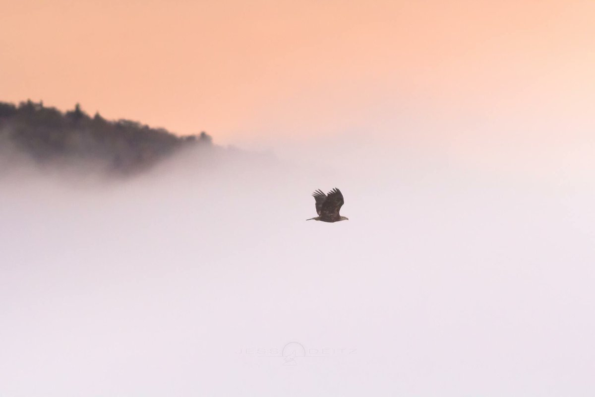 ASRChamber's tweet photo. #everydayadk feature photo by @JessDeitz taken in #speculatorny 📷🦅 https://t.co/VbcBTlLSJT