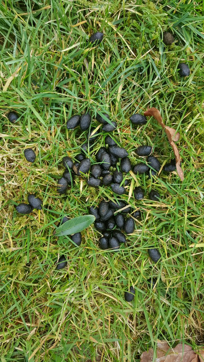 sgppestcontrol's tweet photo. Customer wants moles done then decides the deer are a problem,one job leads to another #molecontrol #deercontrol https://t.co/NAbBnnYcqc