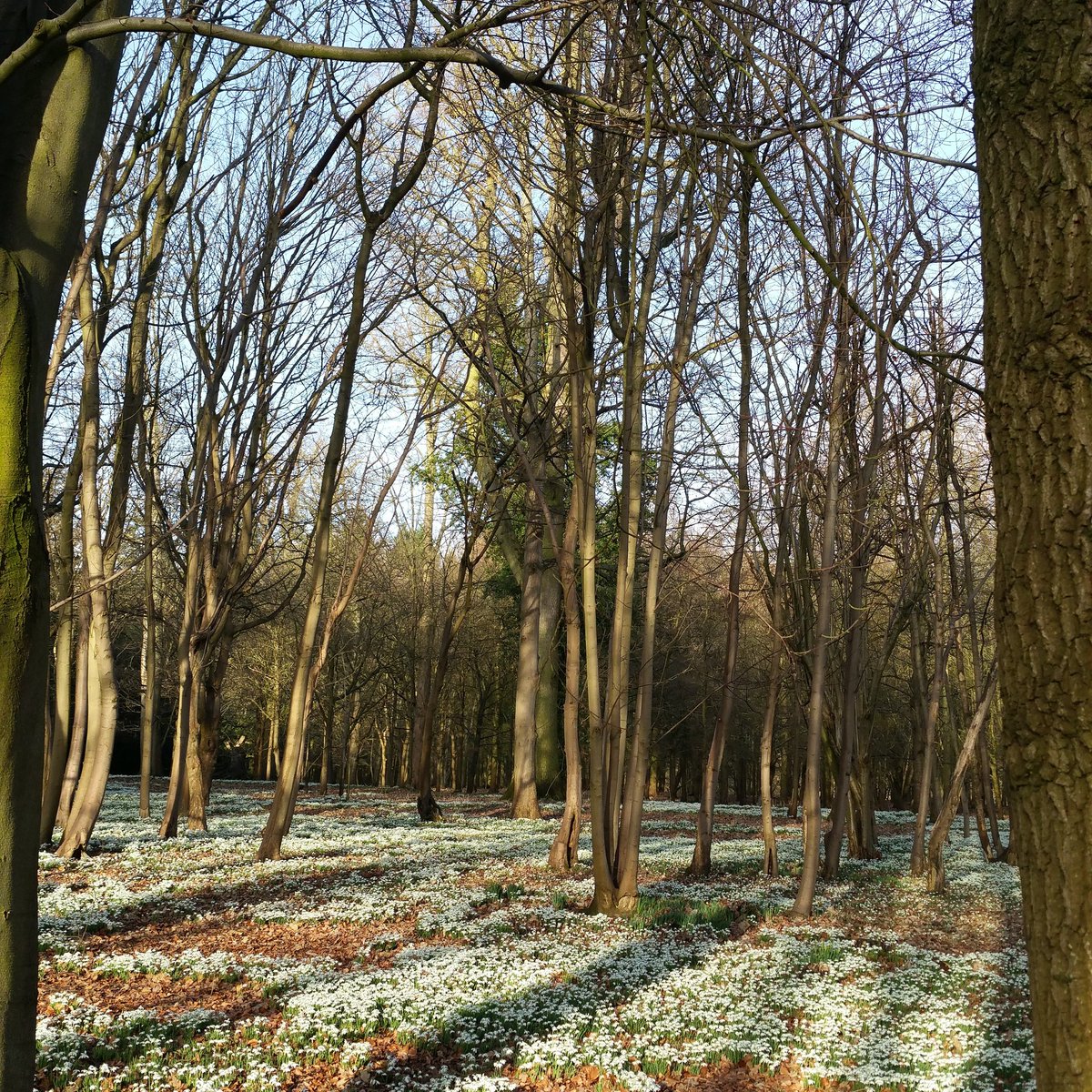 Beautiful spring like day at #attinghampark #Shropshire yesterday. Snowdrops 🌱 as far as the eye could see 🌳🌱🌱🌳🌱🌱🌳😍