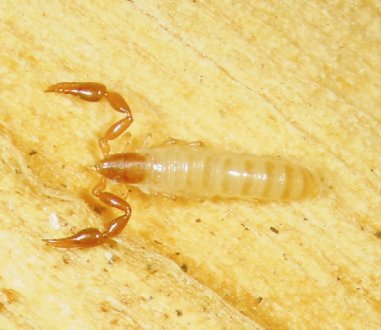 Minniza iberica (Olpiidae).