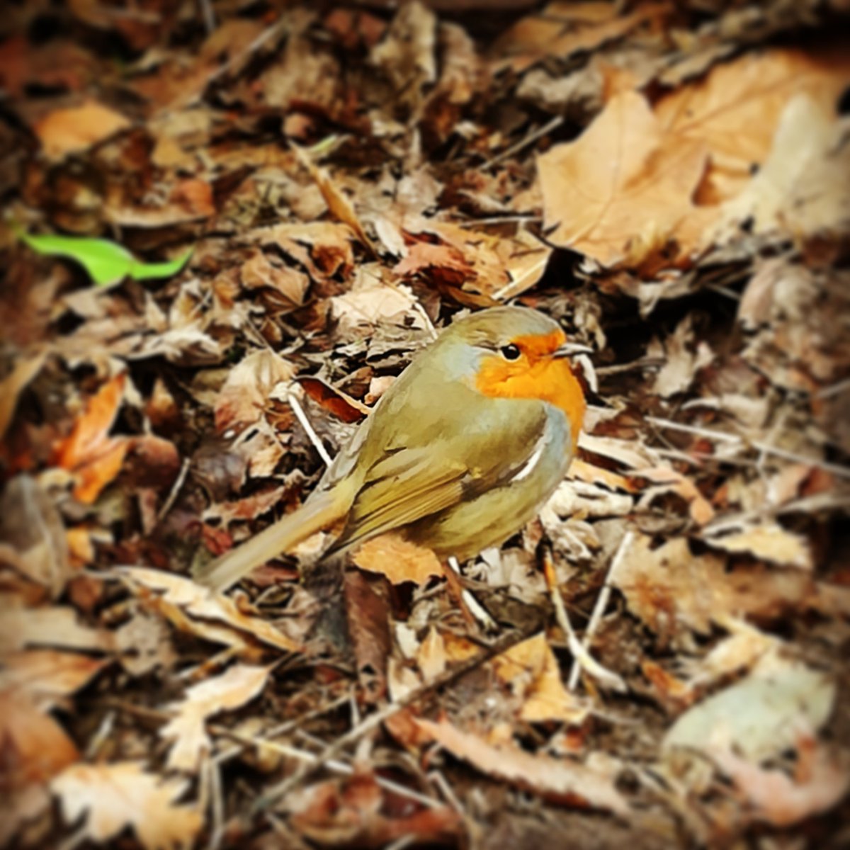 cmoss16's tweet image. Watching the wildlife @WildwoodEscot this morning #springindevon #nature