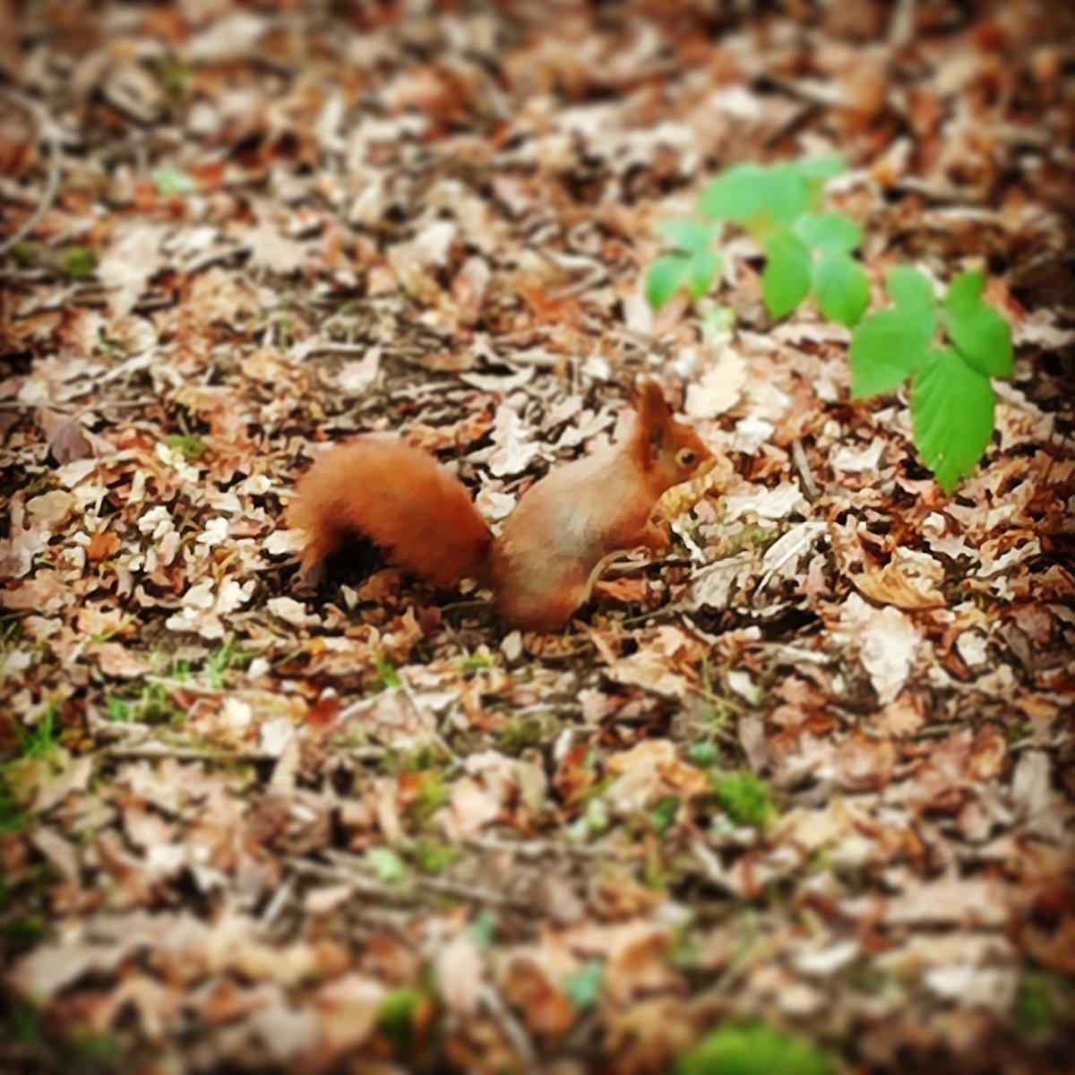 cmoss16's tweet image. Watching the wildlife @WildwoodEscot this morning #springindevon #nature