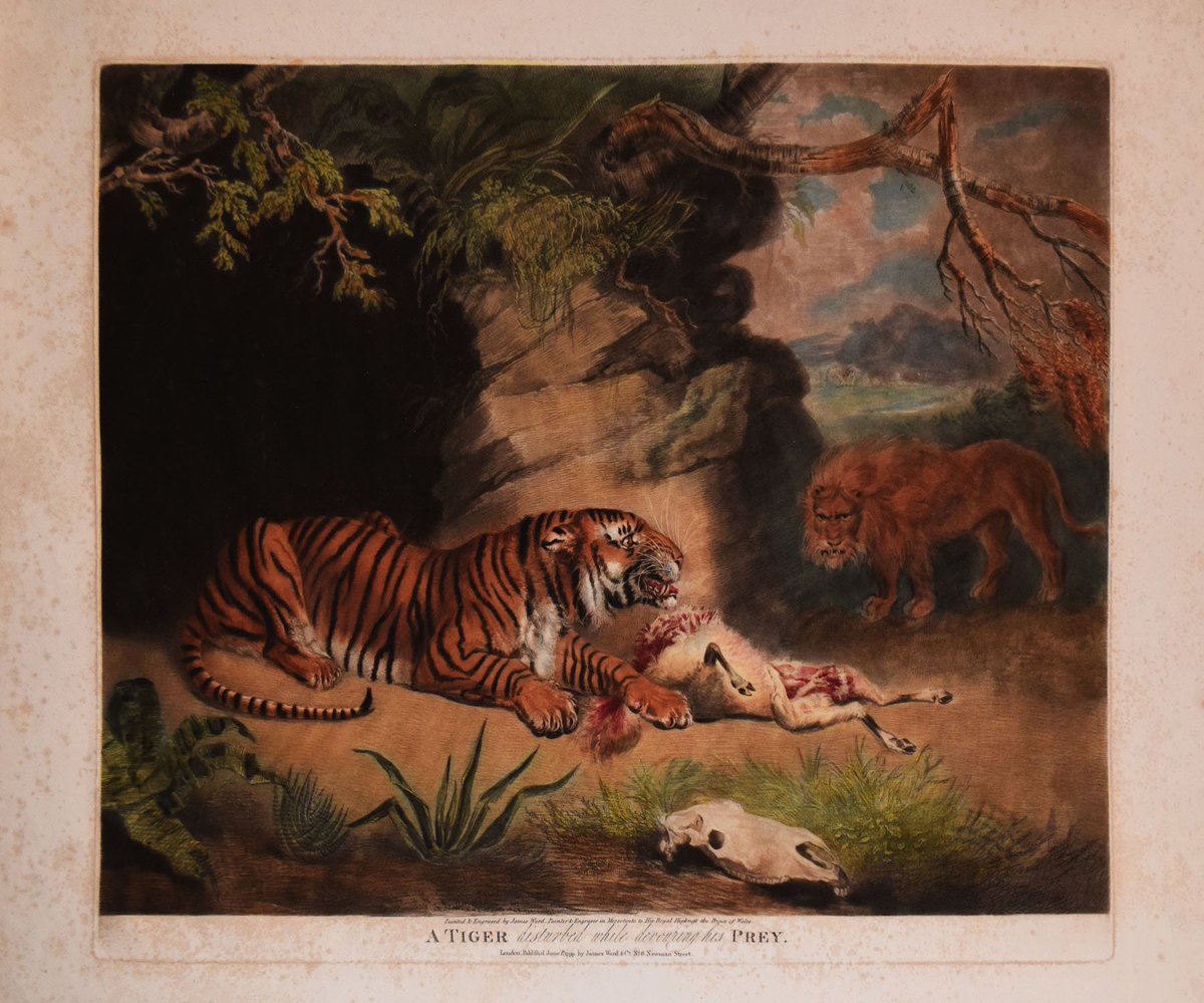 AraderGalleryPA's tweet photo. A Wonderful Grouping of James Ward's Lions and Tigers! Published: 1799, London, by James Ward and Co. Mezzotint with hand coloring https://t.co/93Goy605jL