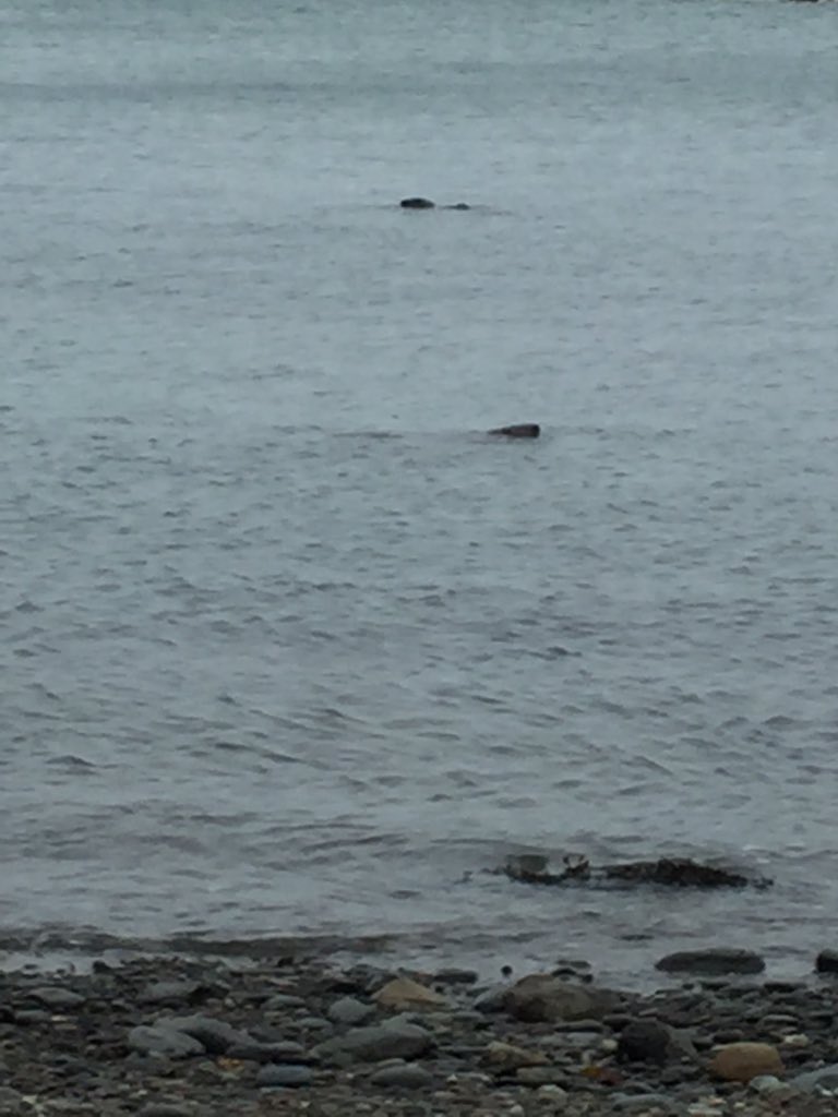 HillierWend's tweet photo. Anyway.. #breezybracing #cobwebblowing #strumblestroll & unscheduled #geologylesson for me & 2 attentive seals ๐courtesy of @RobhillierRob โ
https://t.co/zRZJOEUPGb